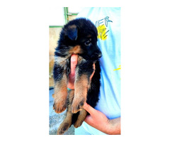 German shepherd puppies | free-classifieds-canada.com - 4