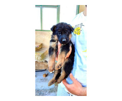 German shepherd puppies | free-classifieds-canada.com - 5