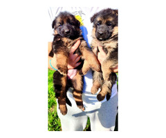 German shepherd puppies | free-classifieds-canada.com - 7