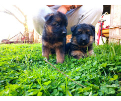 German shepherd puppies | free-classifieds-canada.com - 8