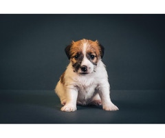 Jack Russell Terrier | free-classifieds-canada.com - 2