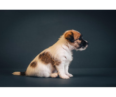 Jack Russell Terrier | free-classifieds-canada.com - 3