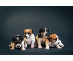 Jack Russell Terrier | free-classifieds-canada.com - 4