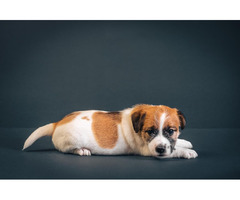 Jack Russell Terrier | free-classifieds-canada.com - 5