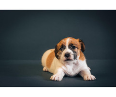 Jack Russell Terrier | free-classifieds-canada.com - 6