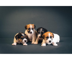 Jack Russell Terrier | free-classifieds-canada.com - 7