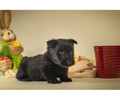 Scottish terrier   | free-classifieds-canada.com - 4