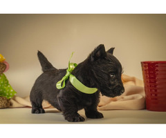 Scottish terrier   | free-classifieds-canada.com - 5