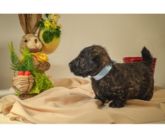 Scottish terrier   | free-classifieds-canada.com - 8