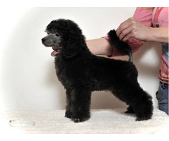 Poodle lovers | free-classifieds-canada.com - 1