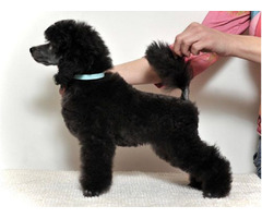 Poodle lovers | free-classifieds-canada.com - 2