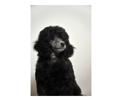 Poodle lovers | free-classifieds-canada.com - 3