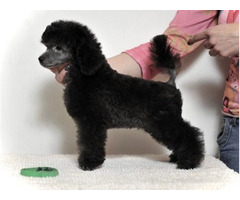 Poodle lovers | free-classifieds-canada.com - 4