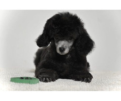 Poodle lovers | free-classifieds-canada.com - 5