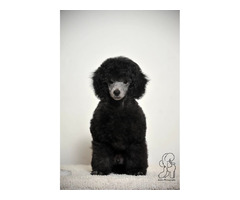 Poodle lovers | free-classifieds-canada.com - 6