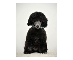 Poodle lovers | free-classifieds-canada.com - 7