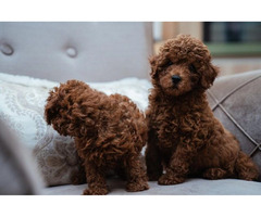 Toy male red poodle  | free-classifieds-canada.com - 1