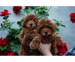Toy male red poodle  | free-classifieds-canada.com - 2