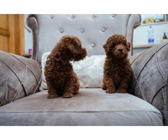 Toy male red poodle  | free-classifieds-canada.com - 3