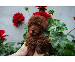 Toy male red poodle  | free-classifieds-canada.com - 4