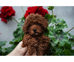 Toy male red poodle  | free-classifieds-canada.com - 5