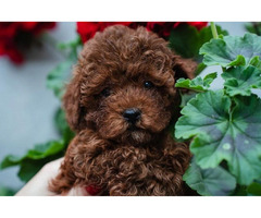 Toy male red poodle  | free-classifieds-canada.com - 6