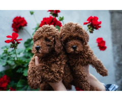 Toy male red poodle  | free-classifieds-canada.com - 7