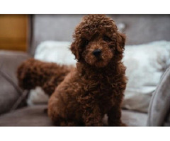 Toy male red poodle  | free-classifieds-canada.com - 8