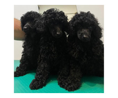 Black miniature poodle   | free-classifieds-canada.com - 1