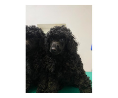 Black miniature poodle   | free-classifieds-canada.com - 2