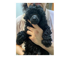 Black miniature poodle   | free-classifieds-canada.com - 3