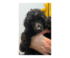 Black miniature poodle   | free-classifieds-canada.com - 4