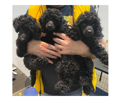Black miniature poodle   | free-classifieds-canada.com - 6