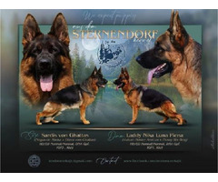 German Shepherd Dog  | free-classifieds-canada.com - 1