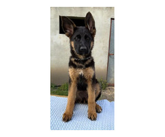 German Shepherd Dog  | free-classifieds-canada.com - 2
