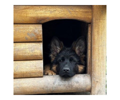 German Shepherd Dog  | free-classifieds-canada.com - 3