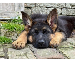 German Shepherd Dog  | free-classifieds-canada.com - 5