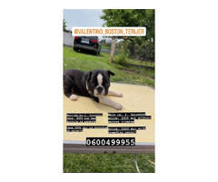 Boston terrier  | free-classifieds-canada.com - 1