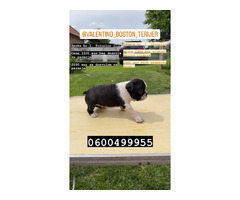 Boston terrier  | free-classifieds-canada.com - 6