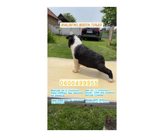 Boston terrier  | free-classifieds-canada.com - 7