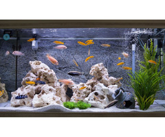 The Importance of the Best Aquarium Lid | free-classifieds-canada.com - 1
