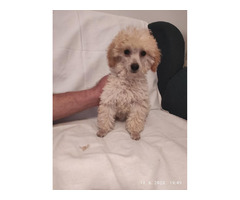 Miniature poodles   | free-classifieds-canada.com - 3
