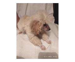 Miniature poodles   | free-classifieds-canada.com - 4