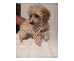 Miniature poodles   | free-classifieds-canada.com - 6