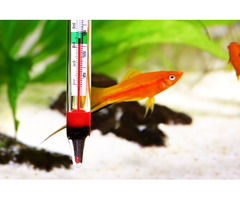 Aquarium Thermometer: A Vital Tool for Your Aquascape | free-classifieds-canada.com - 1