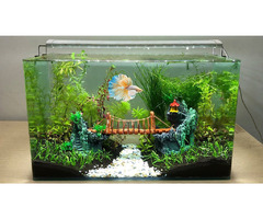 Choose the right Fish Tank Decorations | free-classifieds-canada.com - 1