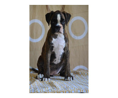 German boxer, top dogs  | free-classifieds-canada.com - 1