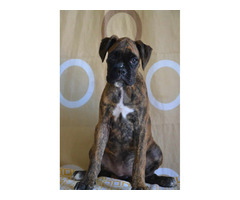 German boxer, top dogs  | free-classifieds-canada.com - 3