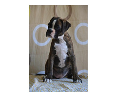 German boxer, top dogs  | free-classifieds-canada.com - 4
