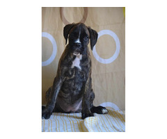 German boxer, top dogs  | free-classifieds-canada.com - 5